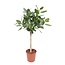 Ficus Benghalensis op stam - 140 cm - ø30