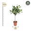 Ficus Benghalensis op stam - 140 cm - ø30