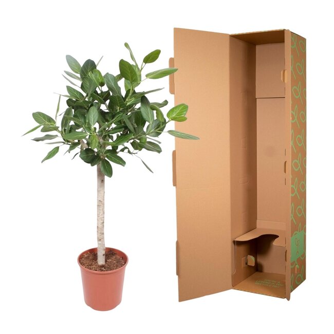 Ficus Benghalensis op stam - 140 cm - ø30