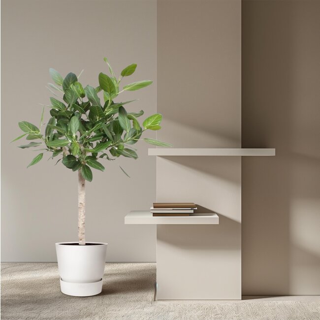 Ficus Benghalensis op stam - 140 cm - ø30