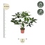 Philodendron Green Wonder - 120 cm - ø27