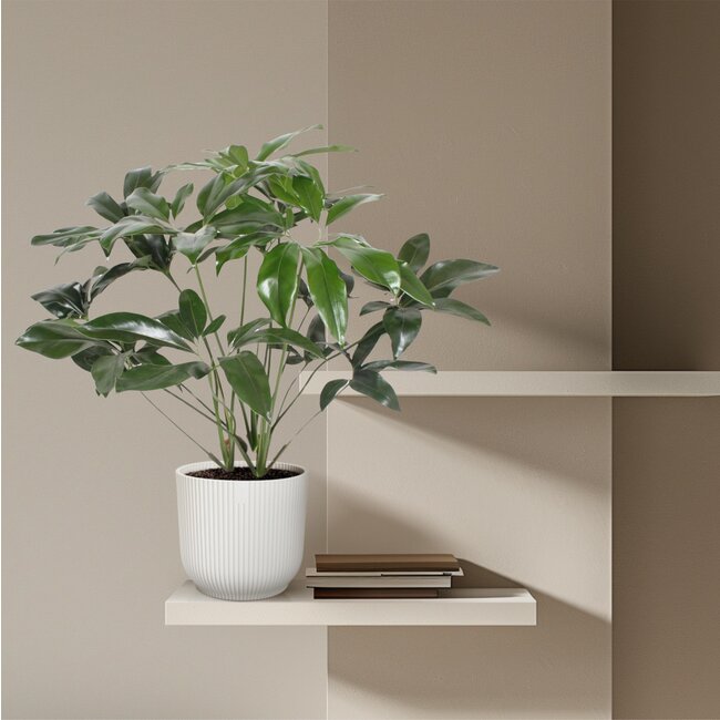Philodendron Green Wonder - 120 cm - ø27