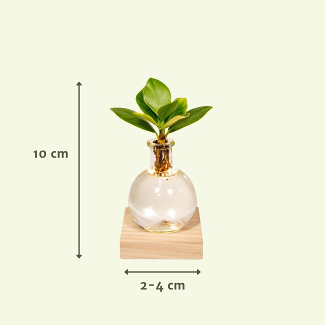 Clusia in Samoa glas met LED verlichting - Ø4cm - ↕10cm