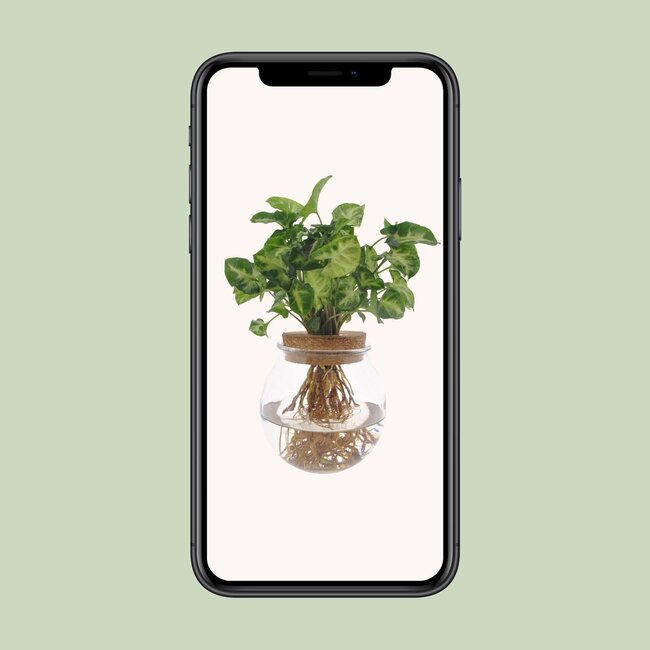 Syngonium Pixie - Ø12cm - ↕30cm