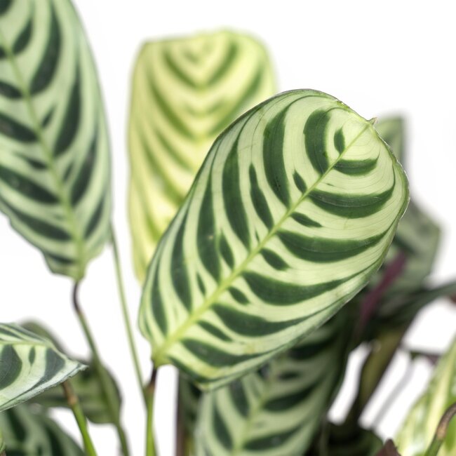 Ctenanthe Amabilis - Ø14cm - ↕25cm