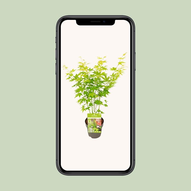 Acer palmatum Going Green - Ø15 - ↨30cm