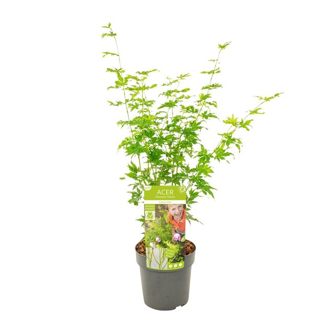 Acer palmatum Going Green - Ø19 - ↨40cm