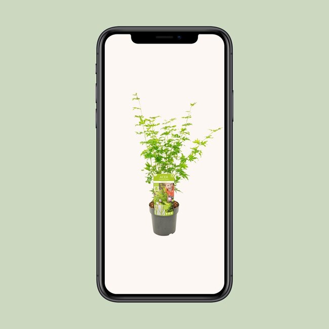Acer palmatum Going Green - Ø19 - ↨40cm