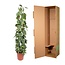 Philodendron Scandens Brasil gaasrek - 160 cm - ø27