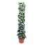 Scindapsus Pictus Trebie gaasrek - 160 cm - ø27