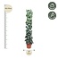 Scindapsus Pictus Trebie gaasrek - 160 cm - ø27