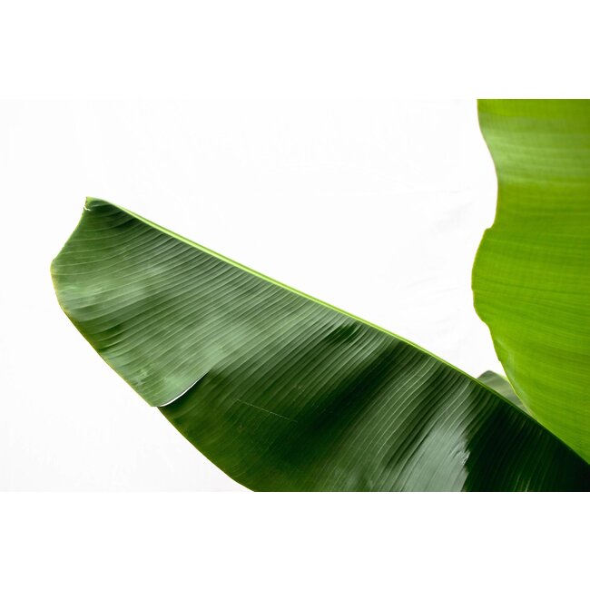 Bananenplant (Musa) - 150cm - Ø30