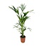 Kentia palm - 160cm - Ø24