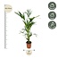 Kentia palm - 160cm - Ø24