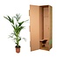 Kentia palm - 160cm - Ø24
