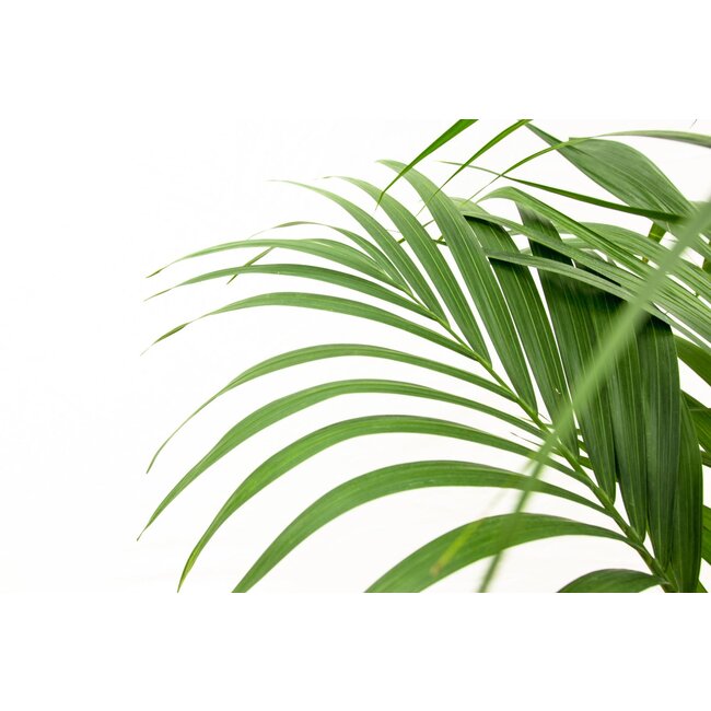 Kentia palm - 160cm - Ø24