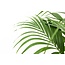 Kentia palm - 160cm - Ø24