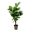 Ficus Lyrata vertakt - 150cm - ø24