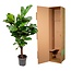 Ficus Lyrata vertakt - 150cm - ø24