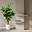 Ficus Lyrata vertakt - 150cm - ø24