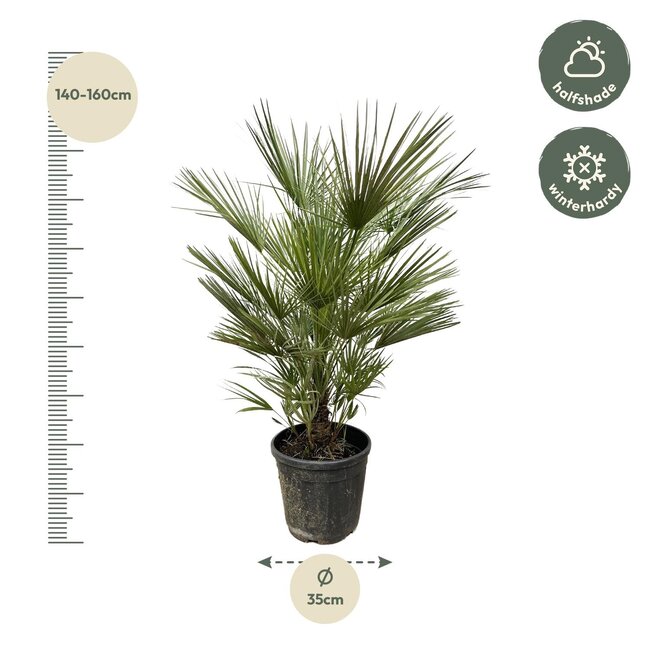 Chamaerops Humilis struik - 150cm- ø30