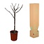 Ficus Carica op stam - 100 cm - Ø20
