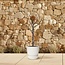 Ficus Carica op stam - 100 cm - Ø20