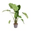 Alocasia Portodora - 150 cm - ø32