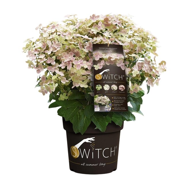 Hydrangea pan. '(S)witch Ophelia'® - Ø19 - ↨25cm