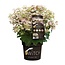 Hydrangea pan. '(S)witch Ophelia'® - Ø19 - ↨25cm