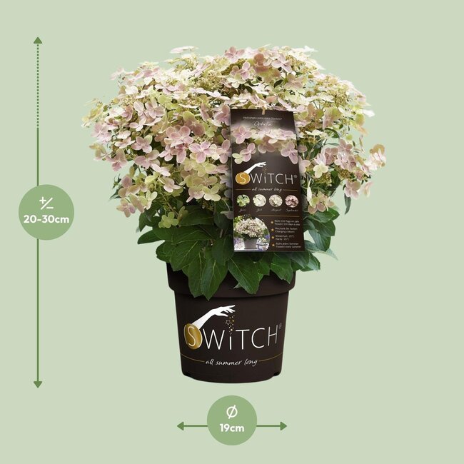 Hydrangea pan. '(S)witch Ophelia'® - Ø19 - ↨25cm