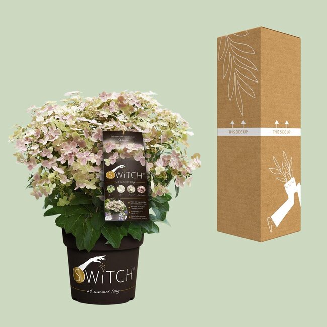 Hydrangea pan. '(S)witch Ophelia'® - Ø19 - ↨25cm