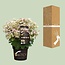 Hydrangea pan. '(S)witch Ophelia'® - Ø19 - ↨25cm