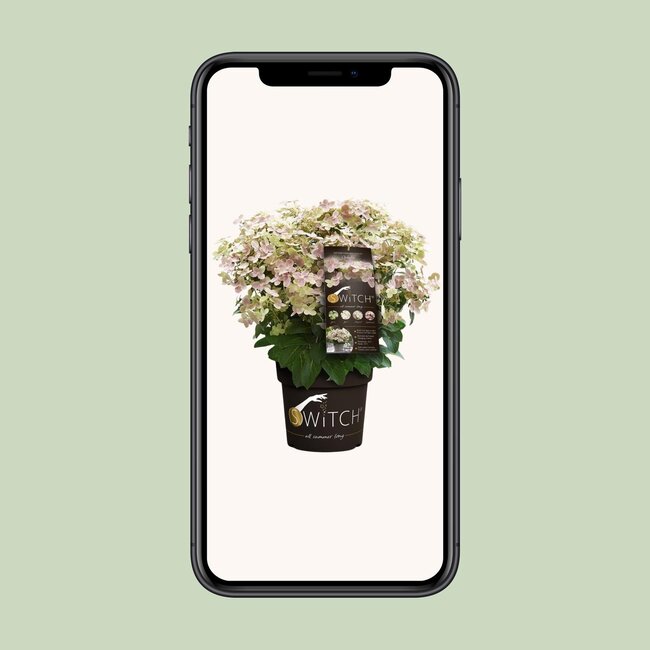 Hydrangea pan. '(S)witch Ophelia'® - Ø19 - ↨25cm