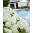 Hydrangea arbo. 'Strong Annabelle'® - ↨30cm - Ø19cm