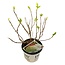 Hydrangea arbo. 'Strong Annabelle'® - ↨30cm - Ø19cm