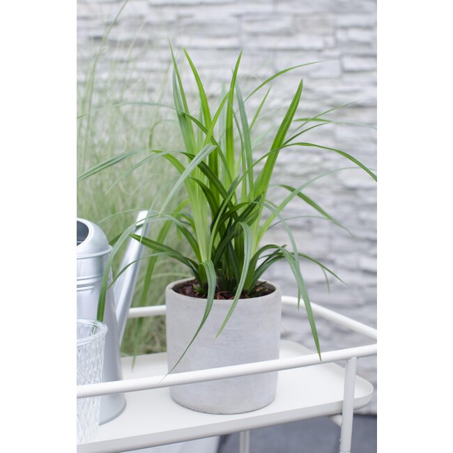 Carex morrowii Irish Green - Ø14 - ↨30cm