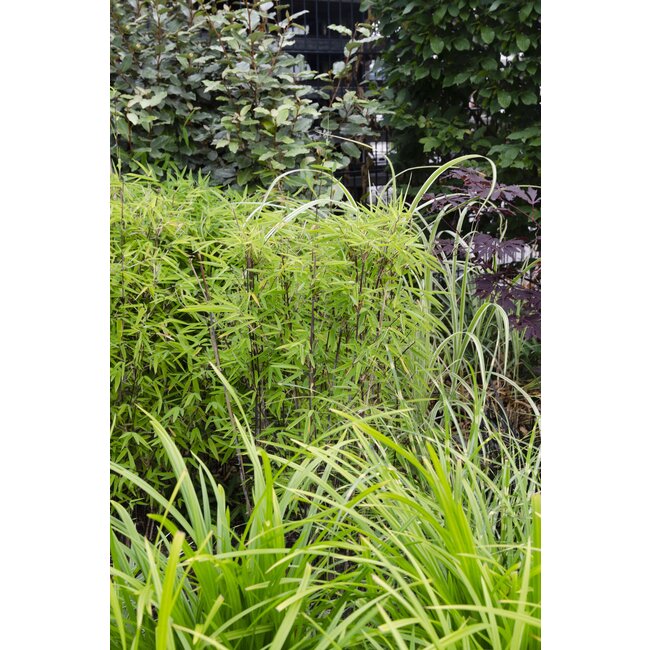 Carex morrowii Irish Green - Ø14 - ↨30cm