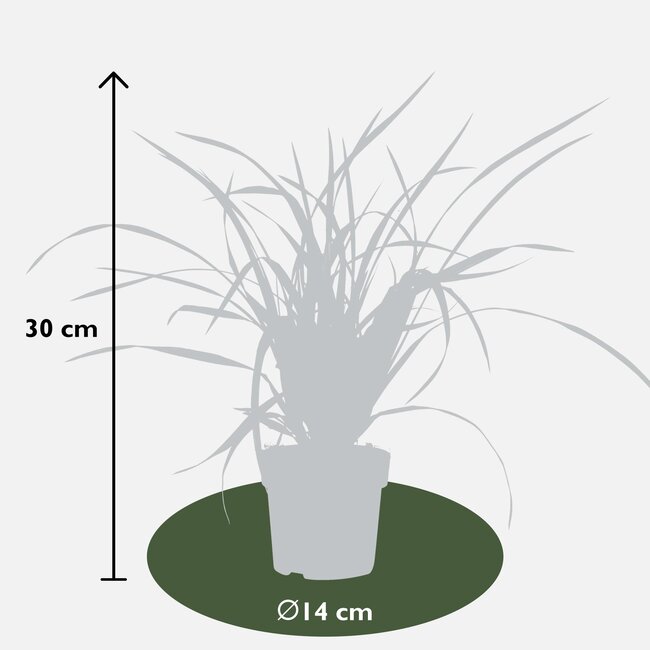 Carex morrowii Irish Green - Ø14 - ↨30cm