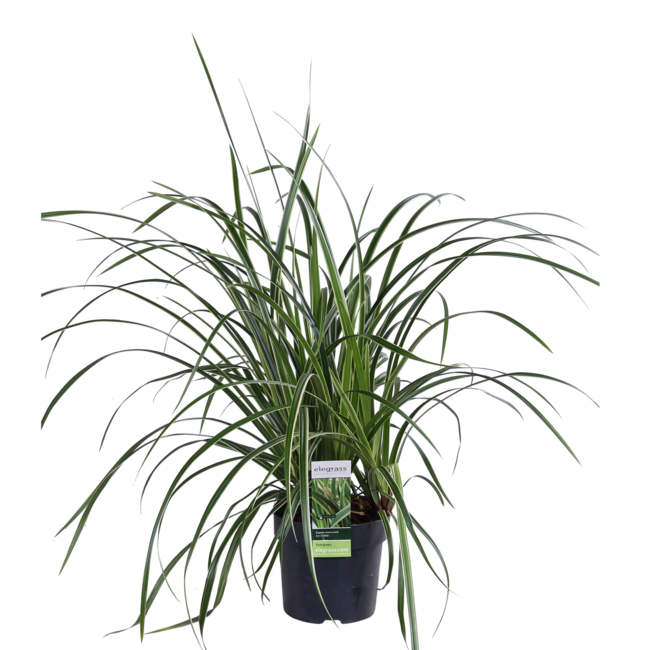 Carex morrowii 'Ice Dance' - ↨30cm - Ø14