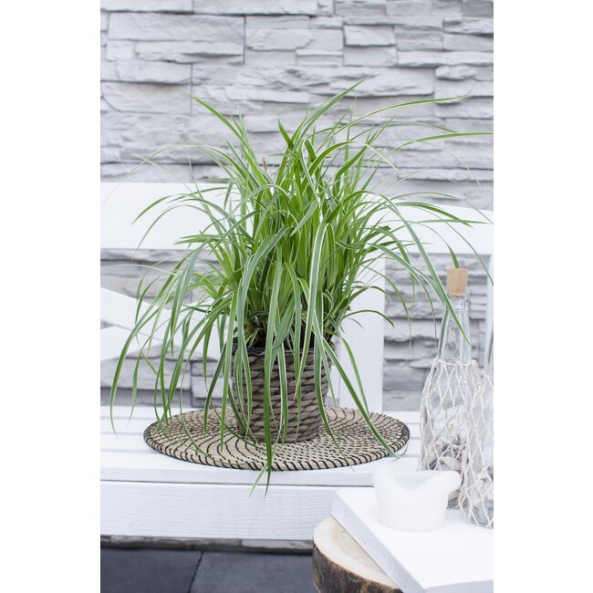 Carex morrowii 'Ice Dance' - ↨30cm - Ø14