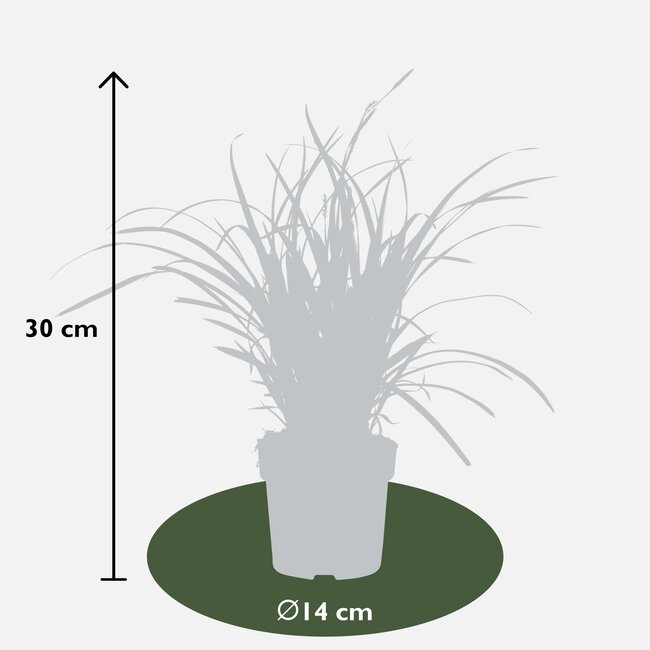 Carex morrowii 'Ice Dance' - ↨30cm - Ø14
