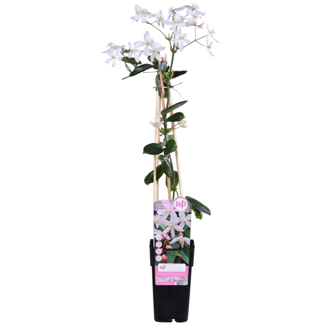 Clematis armandii Apple Blossom - Groenblijvende Clematis Lichtroze