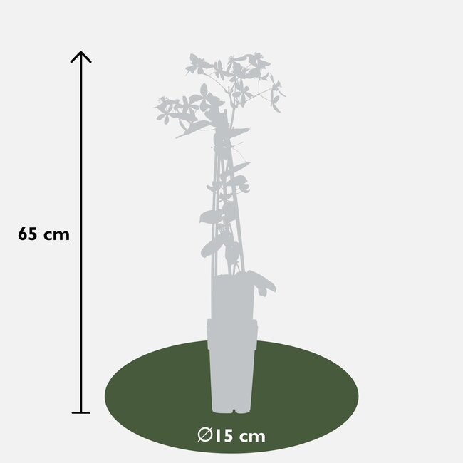 Clematis armandii Apple Blossom - Groenblijvende Clematis Lichtroze