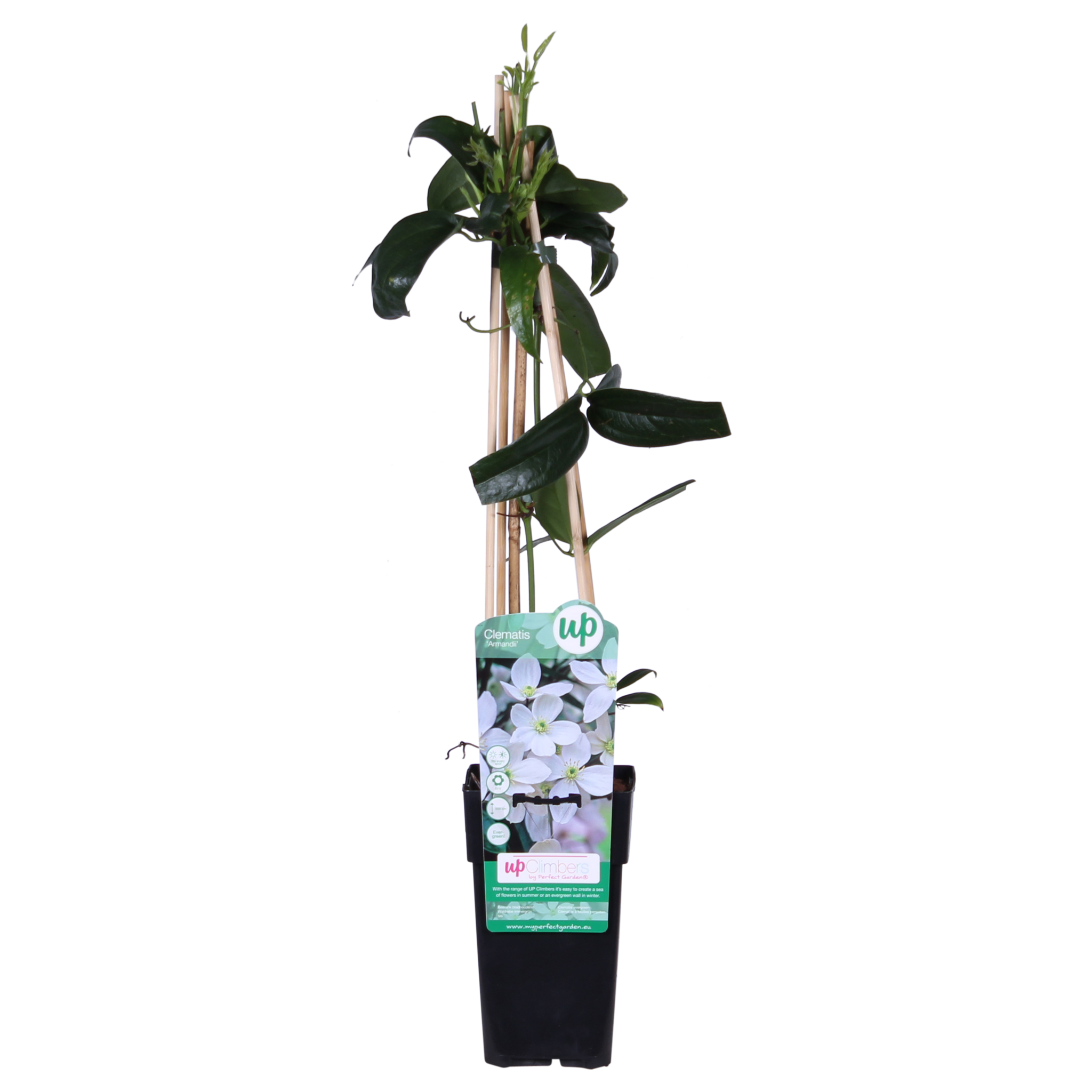 Clematis armandii - XL kopen | Groenblijvende bosrank