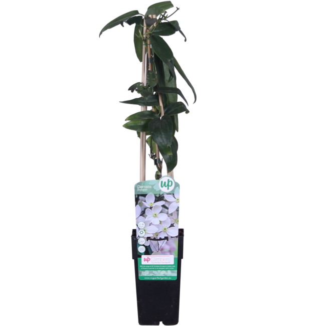 Clematis armandii - Groenblijvende Clematis Wit