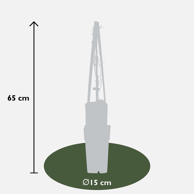 Clematis Jackmanii - ↨65cm - Ø15