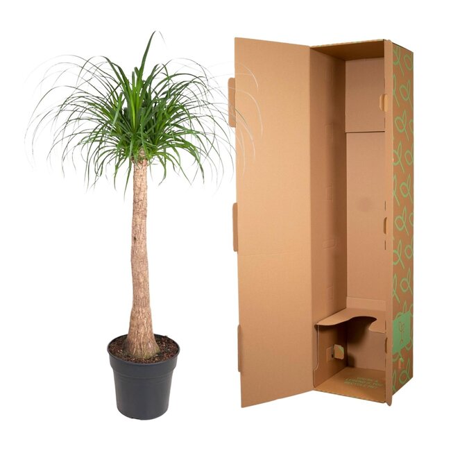 Beaucarnea stam - 130 cm - ø32