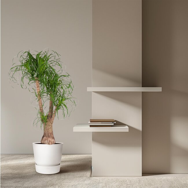 Beaucarnea vertakt - 130 cm - ø44