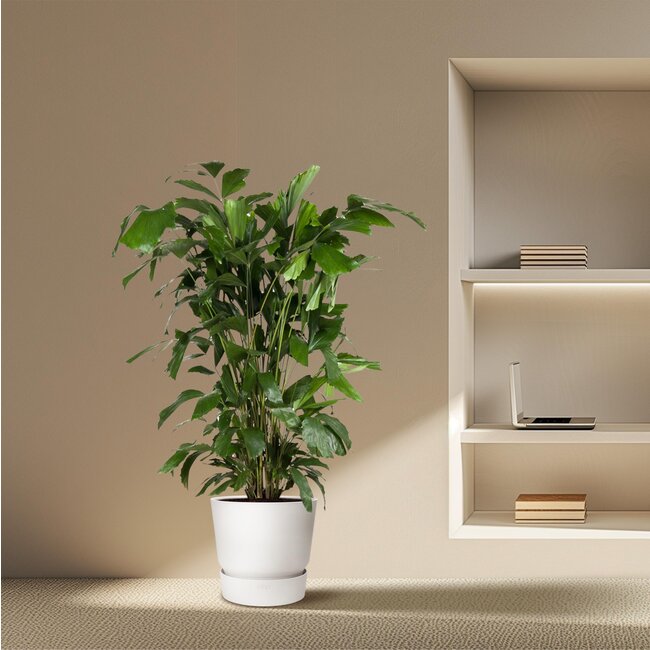 Caryota Mitis - 140 cm - ø27